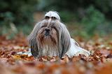 SHIH TZU 182